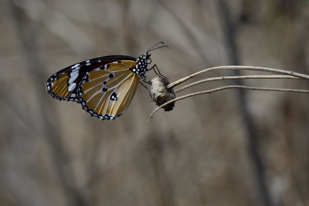 Danaus chrysippus in Sardegna